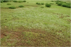 Eriocaulon stellulatum